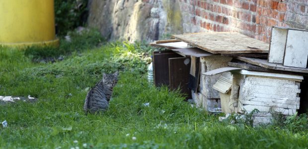 Po daugiabučių langais – nemalonūs vaizdeliai: benamėms katėms palieka žuvų atliekas