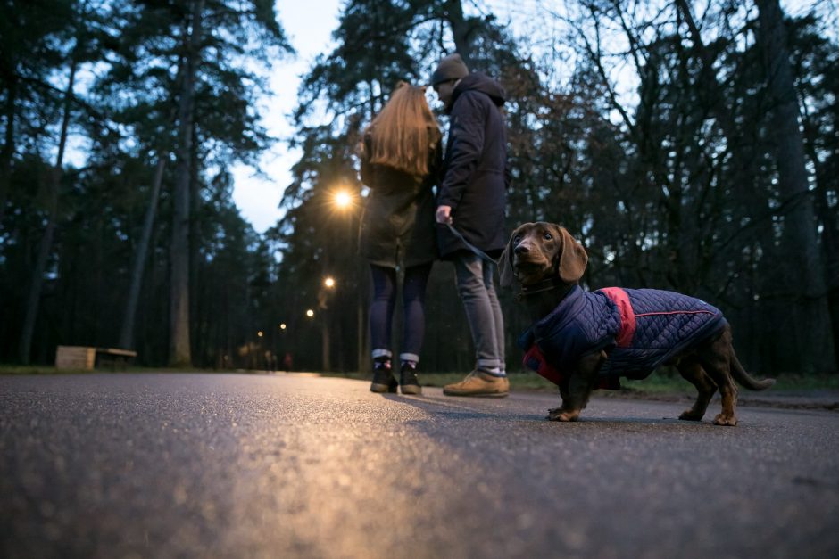 Vingio parke vakarais bus šviesiau