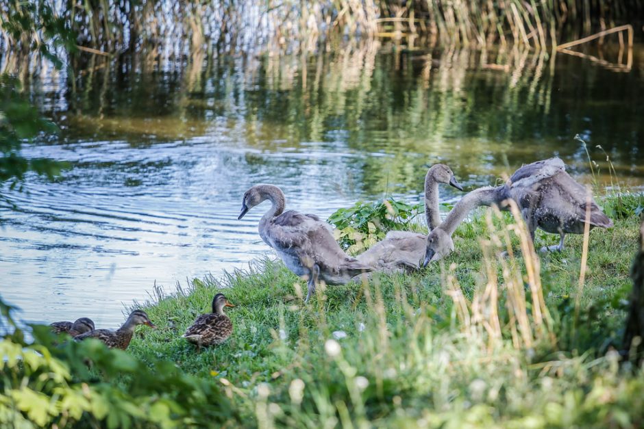 Skulptūros Juodkrantėje virs liepsna