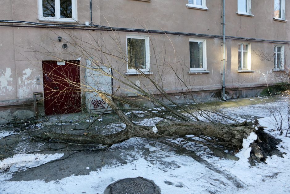 Uostamiestyje medžiai verčia drebėti