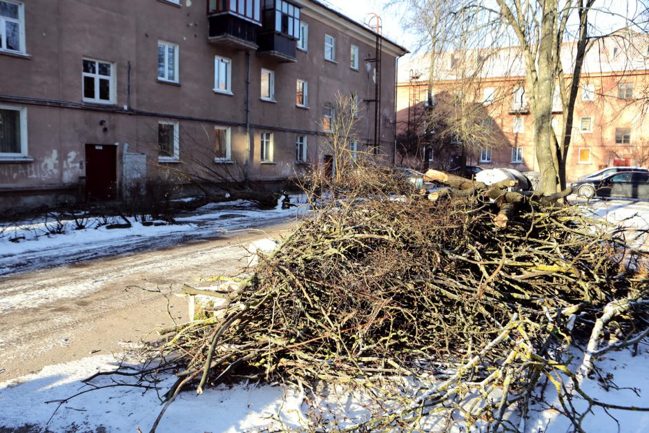 Uostamiestyje medžiai verčia drebėti