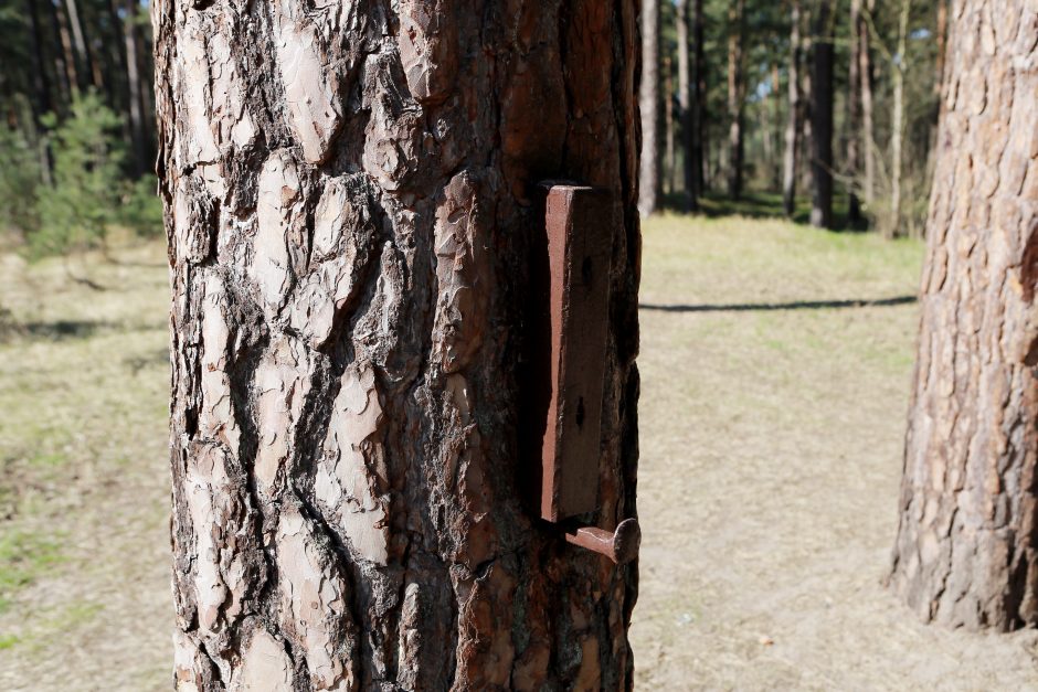 Nerimą kelia miesto parkų ateitis