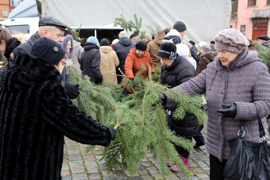 Klaipėdiečiai plūdo pasiimti eglių šakų