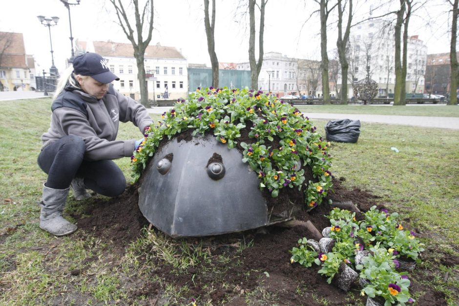 Klaipėdos miestui – madingi gėlynai