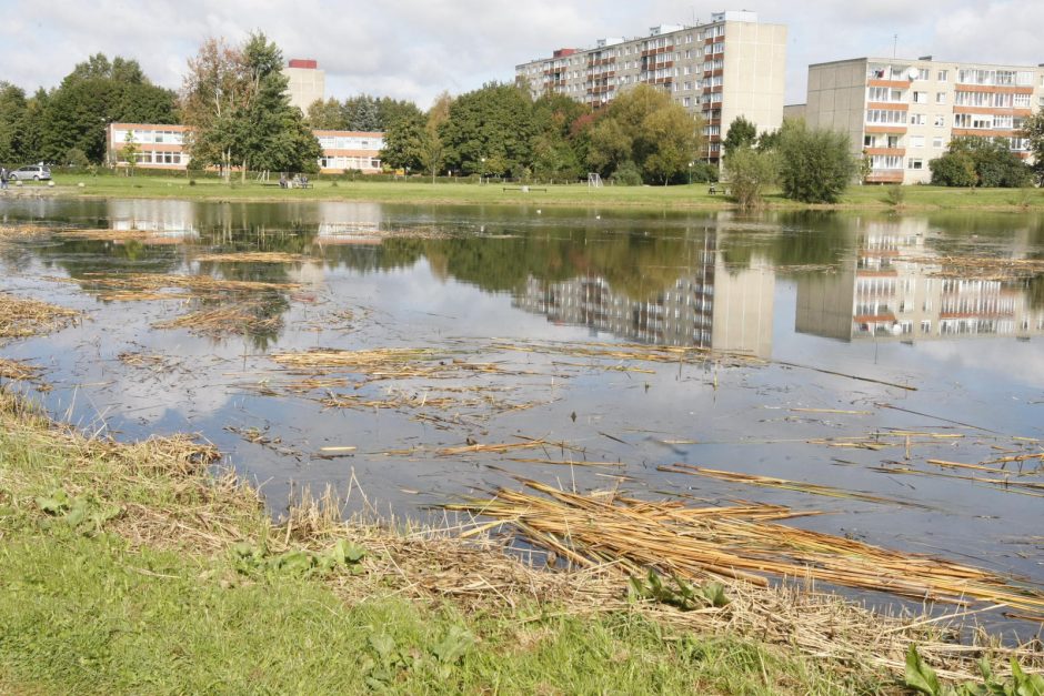 Dėl tvenkinio augalų – nepasitenkinimas