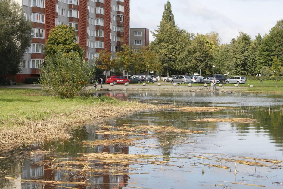 Dėl tvenkinio augalų – nepasitenkinimas