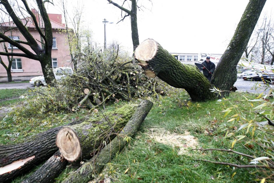 Per plauką nuo nelaimės: virsdamas medis vos nesužalojo klaipėdiečių