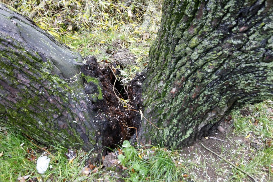 Per plauką nuo nelaimės: virsdamas medis vos nesužalojo klaipėdiečių