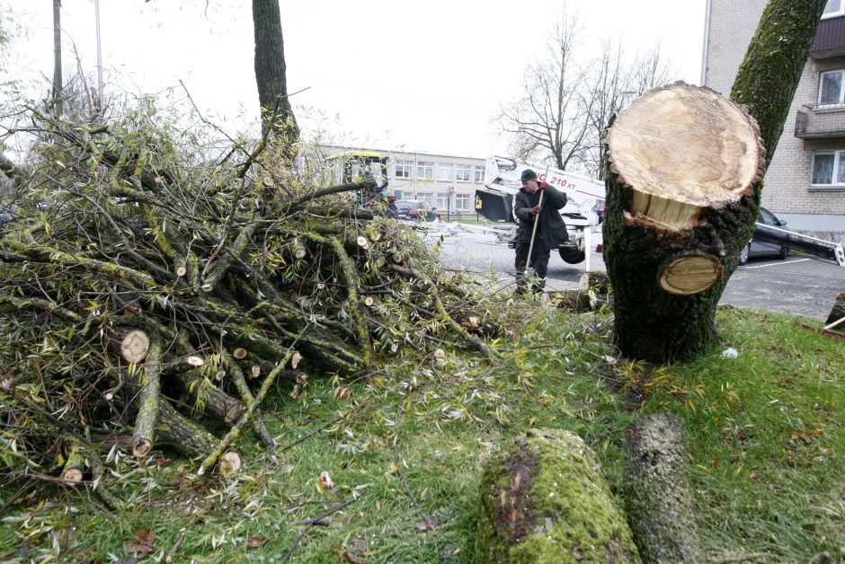 Per plauką nuo nelaimės: virsdamas medis vos nesužalojo klaipėdiečių