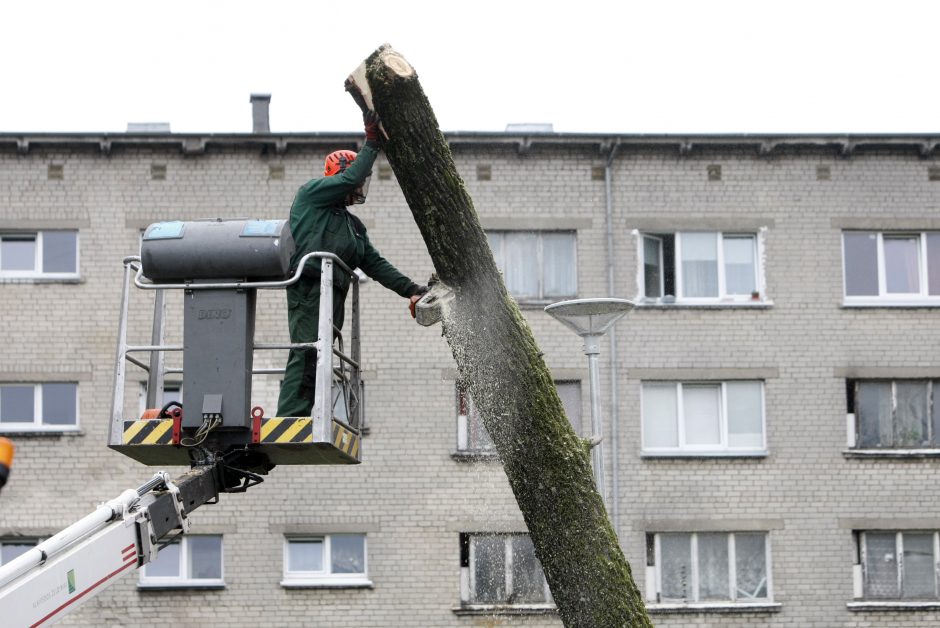 Per plauką nuo nelaimės: virsdamas medis vos nesužalojo klaipėdiečių