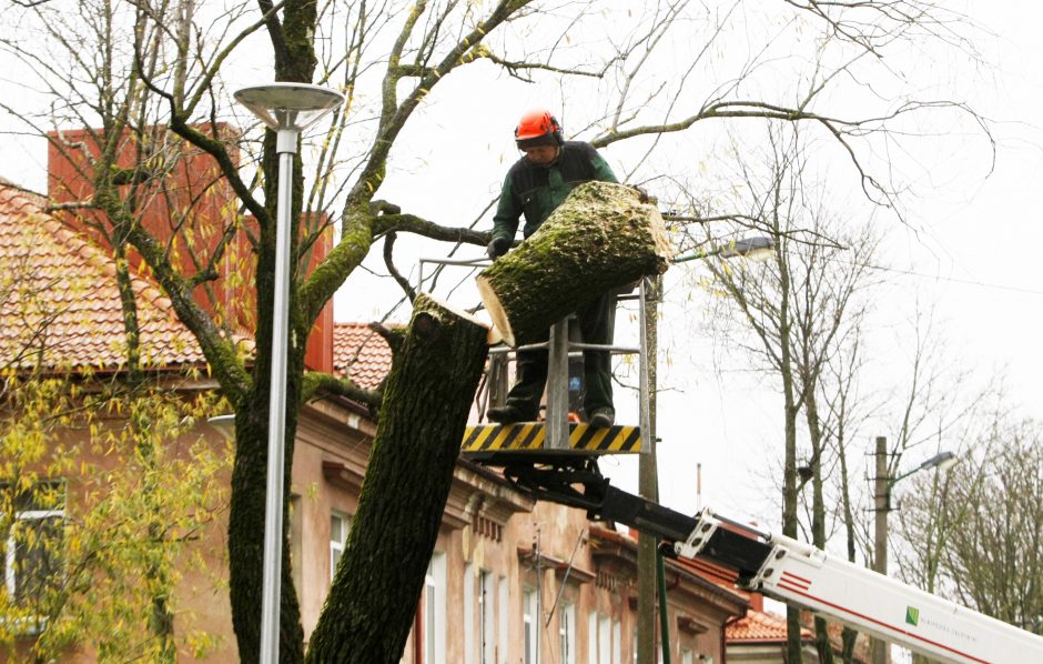 Per plauką nuo nelaimės: virsdamas medis vos nesužalojo klaipėdiečių