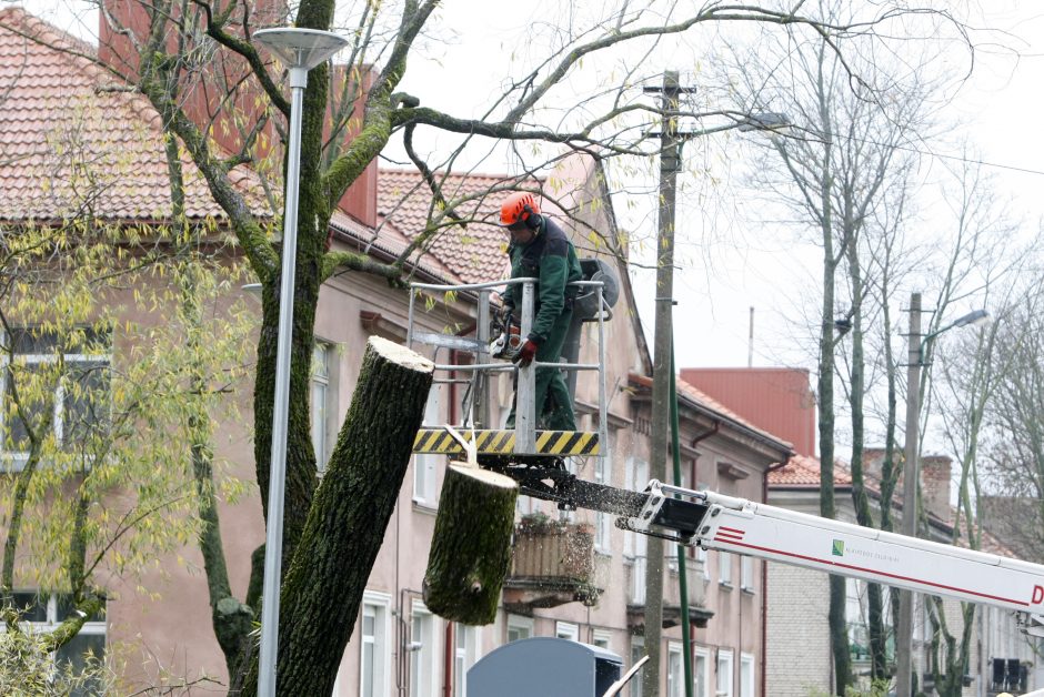 Per plauką nuo nelaimės: virsdamas medis vos nesužalojo klaipėdiečių