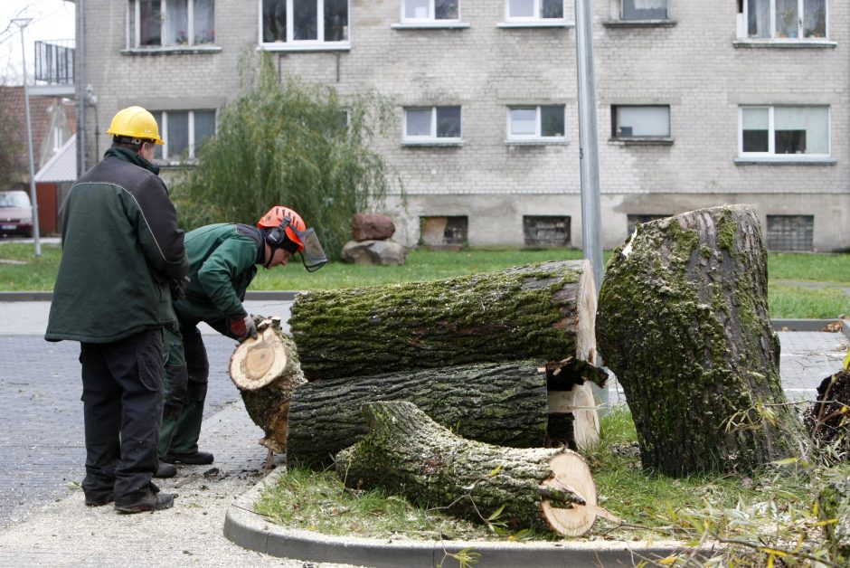 Per plauką nuo nelaimės: virsdamas medis vos nesužalojo klaipėdiečių