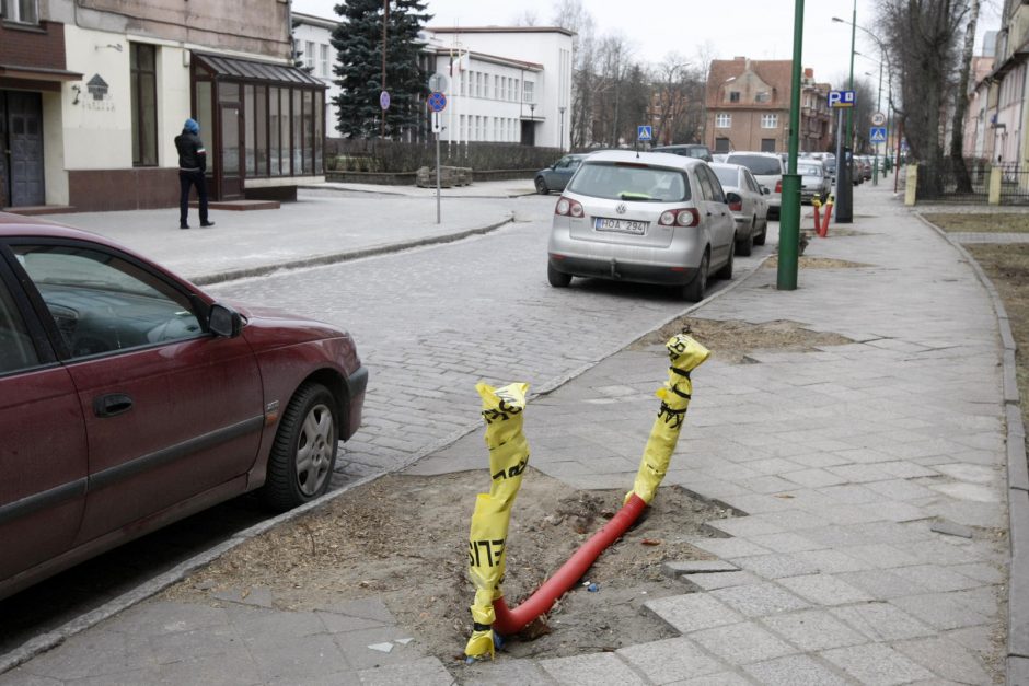 Klaipėdai trūksta vyriausiojo sodininko