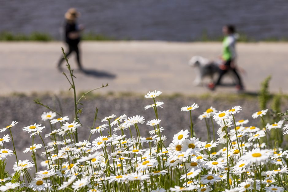 Neries pakrantėje pražydo baltos gėlės