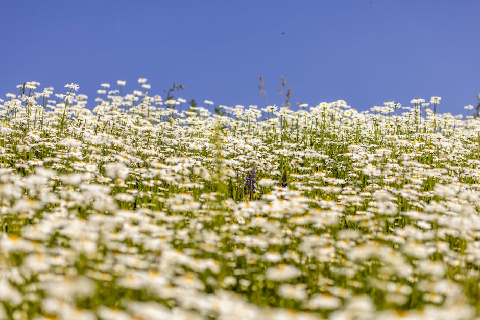 Neries pakrantėje pražydo baltos gėlės
