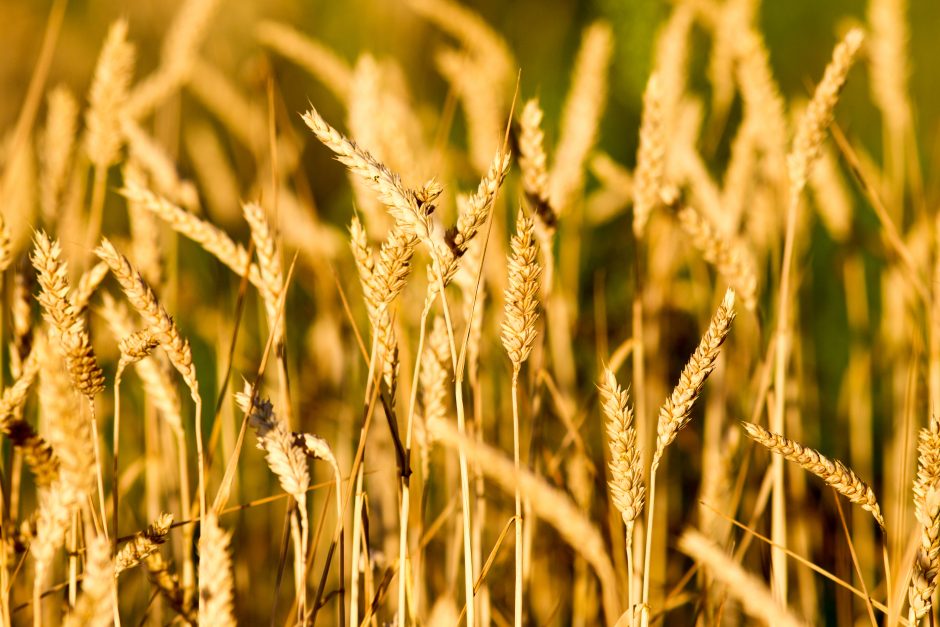 Rusai veža Ukrainos grūdus į Iraną