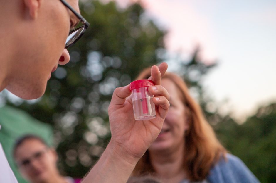 Naktinės drugelių paieškos Šilainiuose