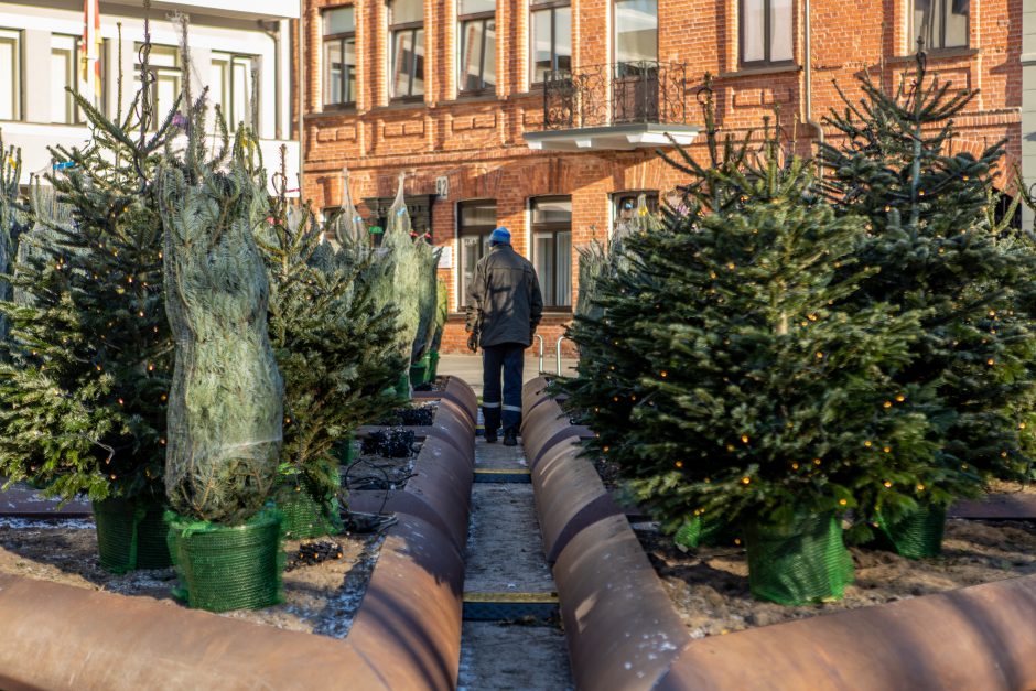 Kauno savivaldybės prieigose kuriamas kalėdinių eglučių parkas