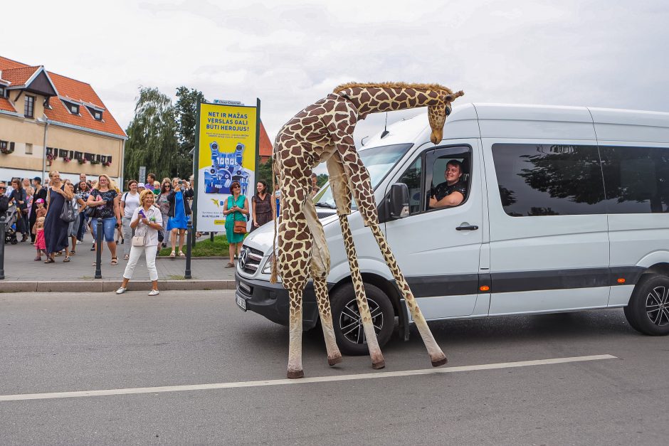 Žirafos atsibeldė iki Kauno pilies