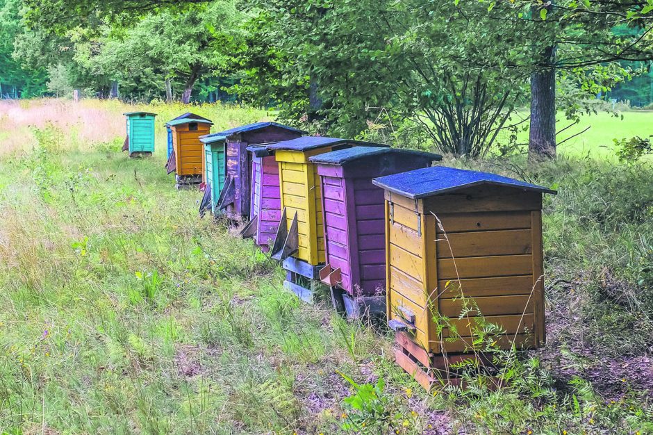 Pernykščio medaus gausa perpildė rinką