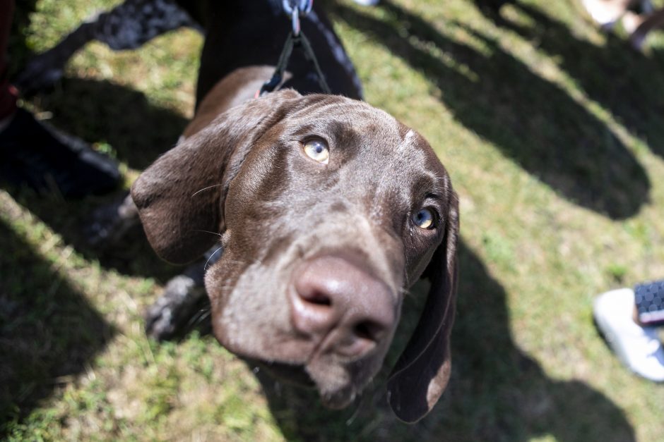 Veterinarijos gydytoja: nuodytojai vėl siautėja – pati praradau savo šunį per dvi dienas 