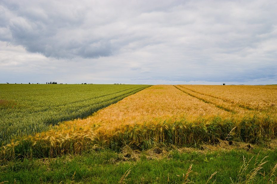 ŽŪM laikinai stabdo reikalavimą atkurti daugiametes pievas