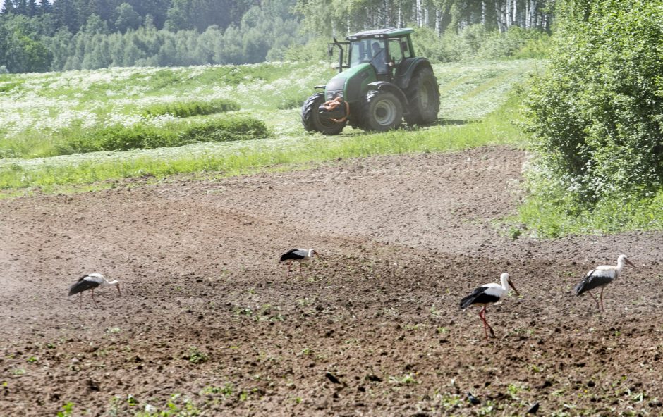 Pratęsiamas valstybinės žemės deklaravimo terminas