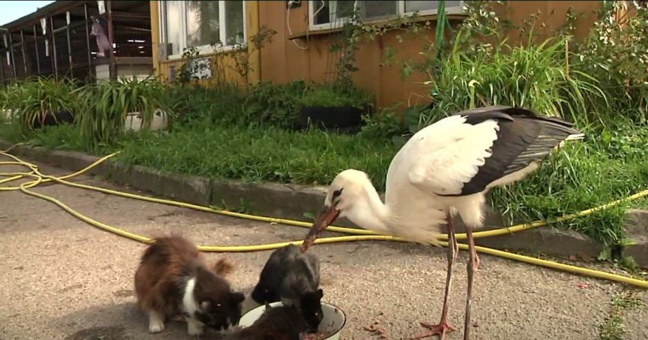 Ne visi gandrai išskrido žiemoti: kam teks rūpintis pasilikusiais paukščiais?