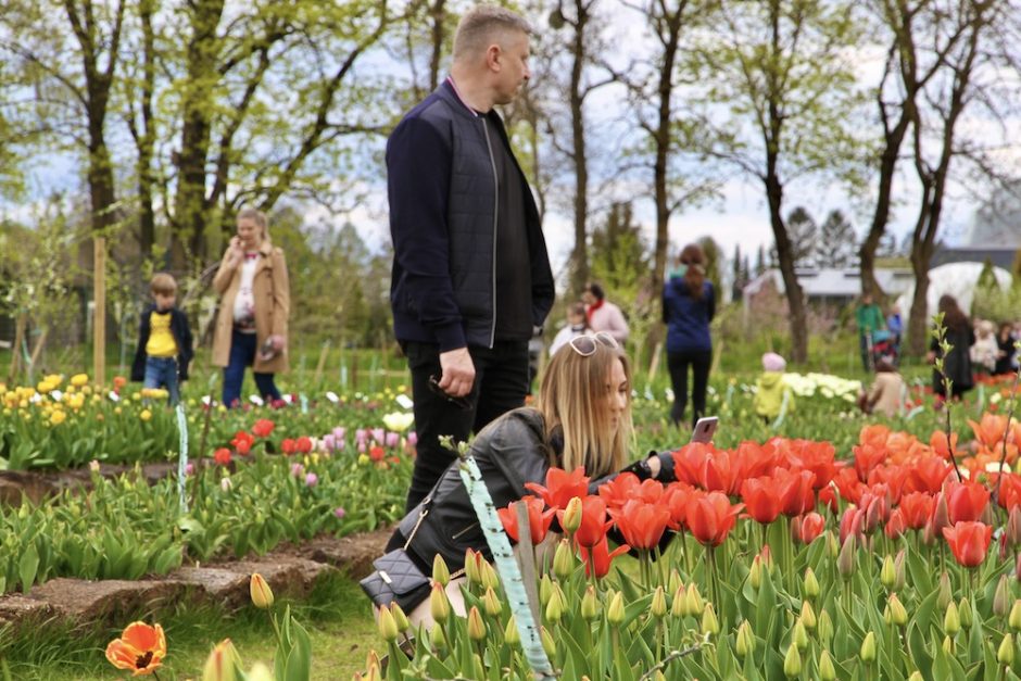 VDU Botanikos sode Kaune – žydinti tulpių enciklopedija