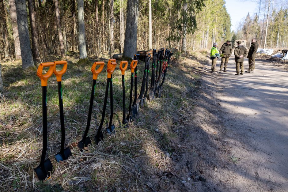 Unikali iniciatyva – bendruomenės eidamos užaugino 35 tūkst. tikrų medžių