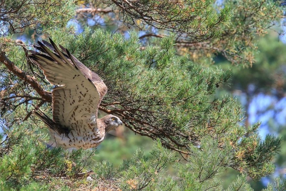 Ornitologai kviečia stebėti retų paukščių gyvenimą: tiesioginės transliacijos iš lizdų