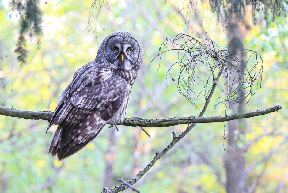 Ornitologai kviečia stebėti retų paukščių gyvenimą: tiesioginės transliacijos iš lizdų