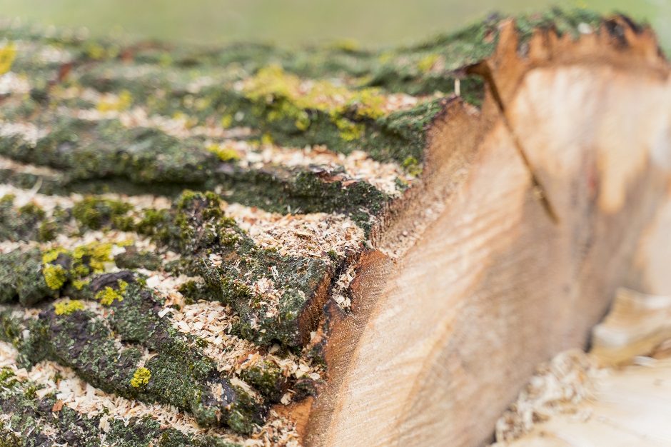 Lentvaryje ant moters užvirto medis: žmonės ją vadavo nelaukdami ugniagesių