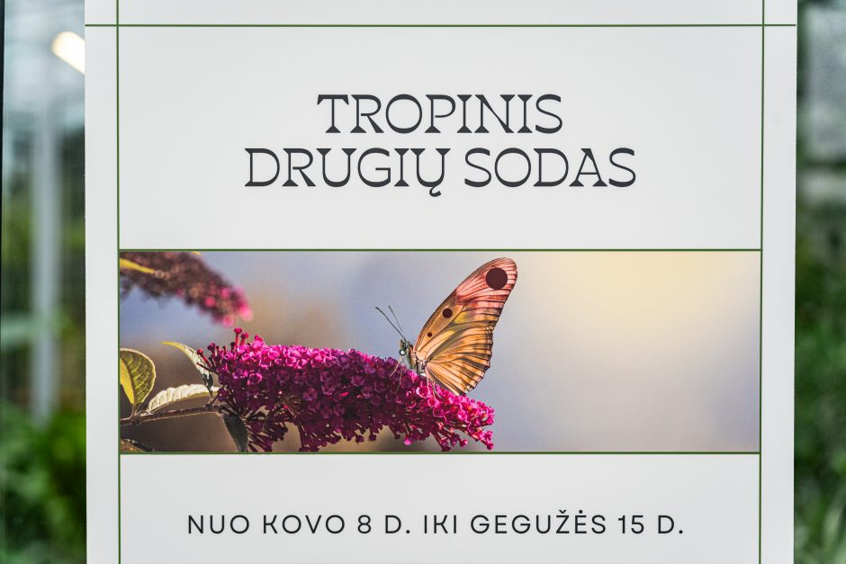 Kaune – vėl tropikai: Botanikos sode iš lėliukių ritasi įvairiaspalviai didžiuliai drugiai