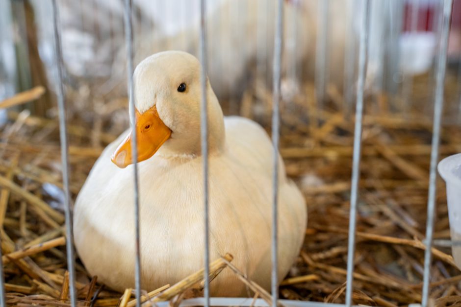 Gyvulininkystės parodoje – tūkstančiai gyvųjų eksponatų: lankymas nemokamas