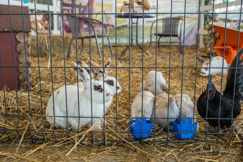 Gyvulininkystės parodoje – tūkstančiai gyvųjų eksponatų: lankymas nemokamas