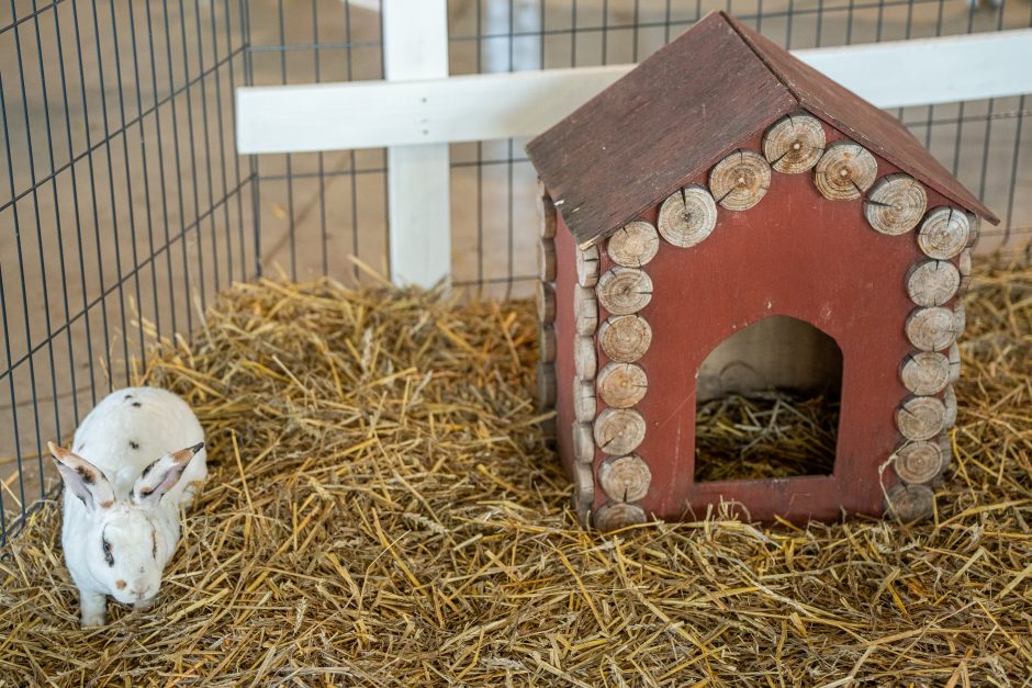 Gyvulininkystės parodoje – tūkstančiai gyvųjų eksponatų: lankymas nemokamas