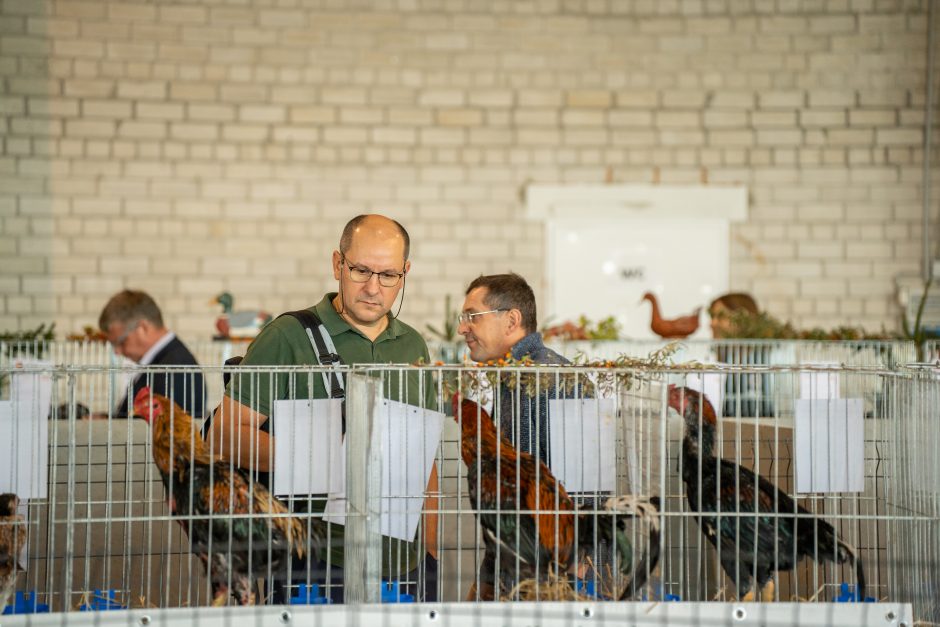 Gyvulininkystės parodoje – tūkstančiai gyvųjų eksponatų: lankymas nemokamas