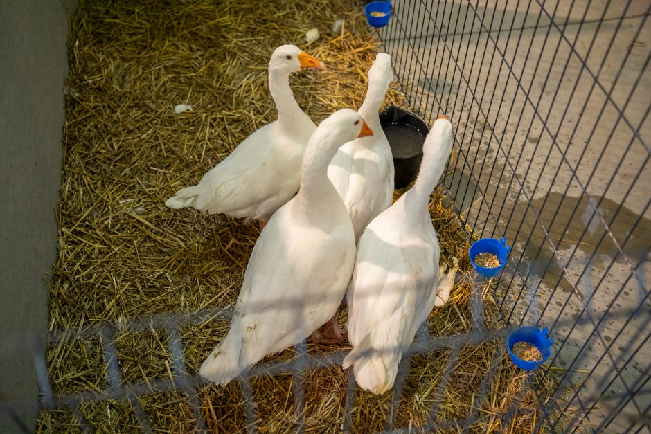 Gyvulininkystės parodoje – tūkstančiai gyvųjų eksponatų: lankymas nemokamas