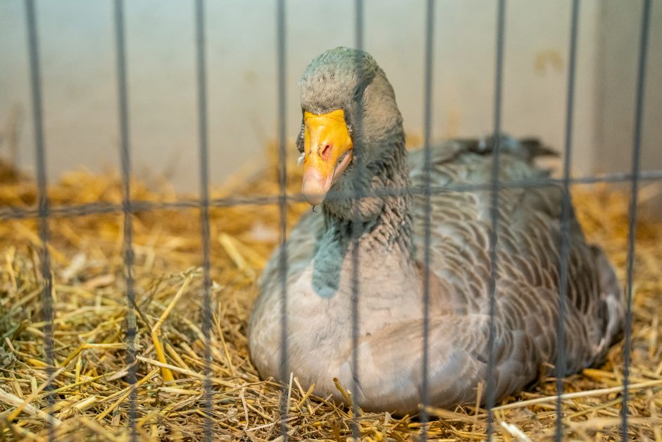 Gyvulininkystės parodoje – tūkstančiai gyvųjų eksponatų: lankymas nemokamas