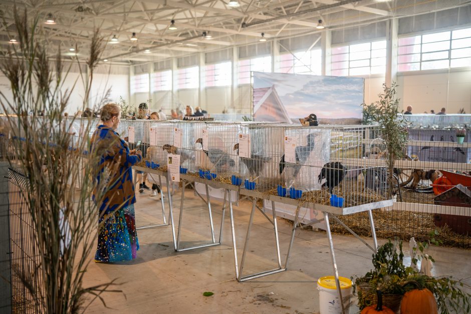 Gyvulininkystės parodoje – tūkstančiai gyvųjų eksponatų: lankymas nemokamas