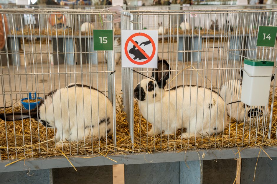 Gyvulininkystės parodoje – tūkstančiai gyvųjų eksponatų: lankymas nemokamas