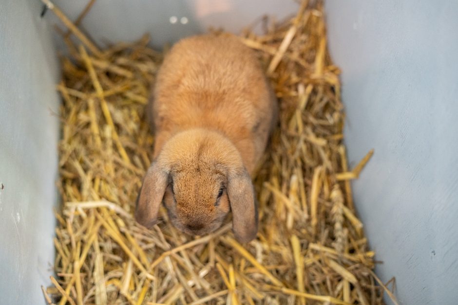 Gyvulininkystės parodoje – tūkstančiai gyvųjų eksponatų: lankymas nemokamas