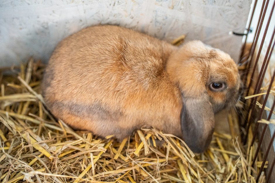 Gyvulininkystės parodoje – tūkstančiai gyvųjų eksponatų: lankymas nemokamas