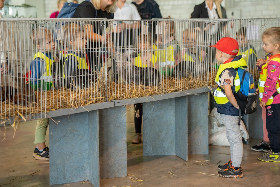 Gyvulininkystės parodoje – tūkstančiai gyvųjų eksponatų: lankymas nemokamas