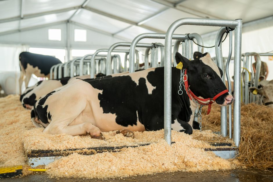 Gyvulininkystės parodoje – tūkstančiai gyvųjų eksponatų: lankymas nemokamas