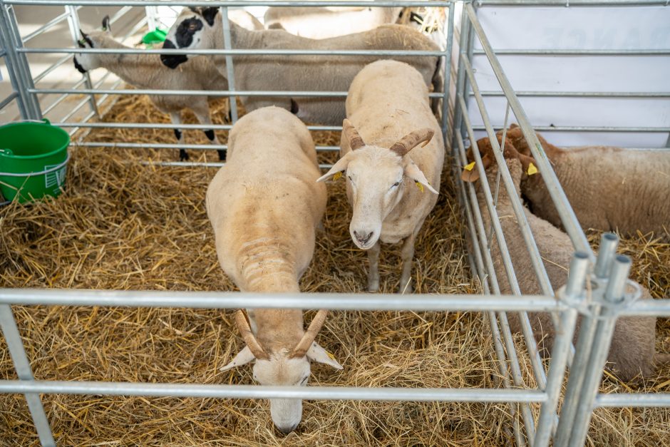 Gyvulininkystės parodoje – tūkstančiai gyvųjų eksponatų: lankymas nemokamas