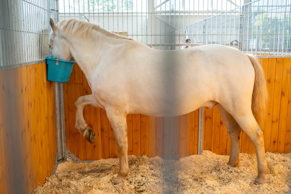 Gyvulininkystės parodoje – tūkstančiai gyvųjų eksponatų: lankymas nemokamas