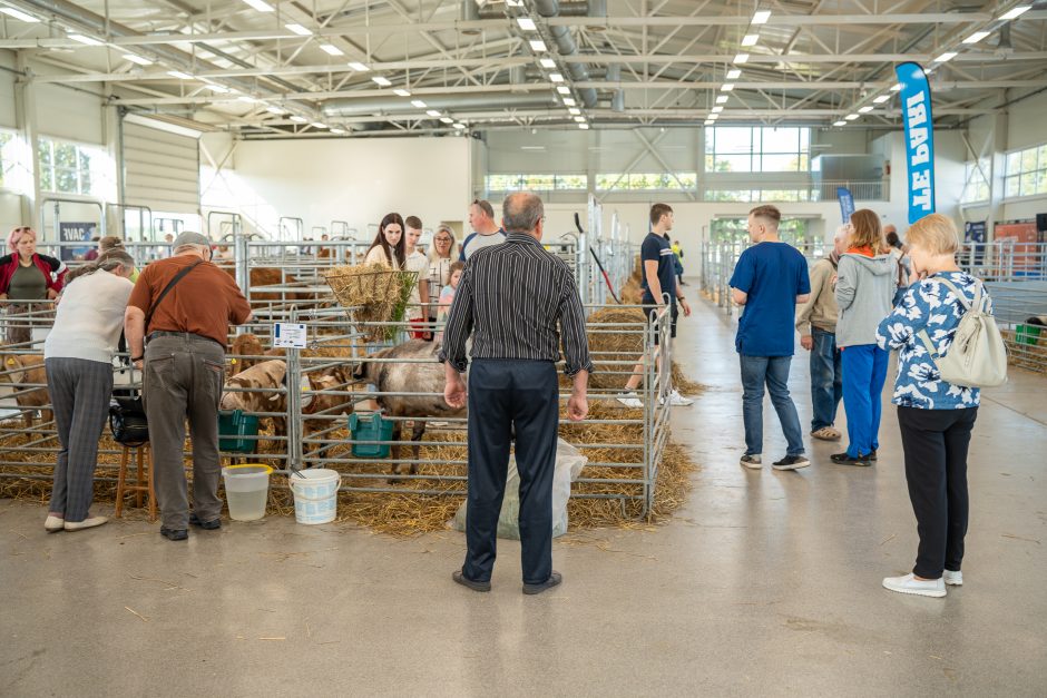 Gyvulininkystės parodoje – tūkstančiai gyvųjų eksponatų: lankymas nemokamas